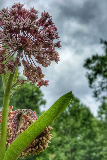 Milkweed at Lake Anna State Park, Virginia