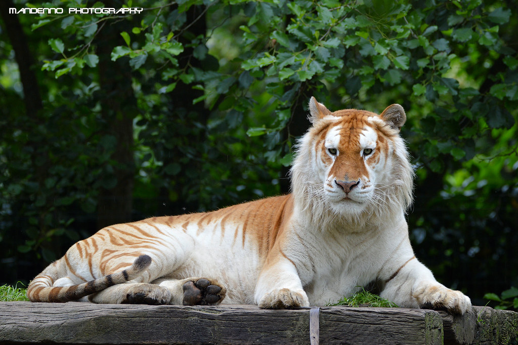 squishable golden tiger