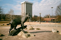 University of Kentucky Wildcat