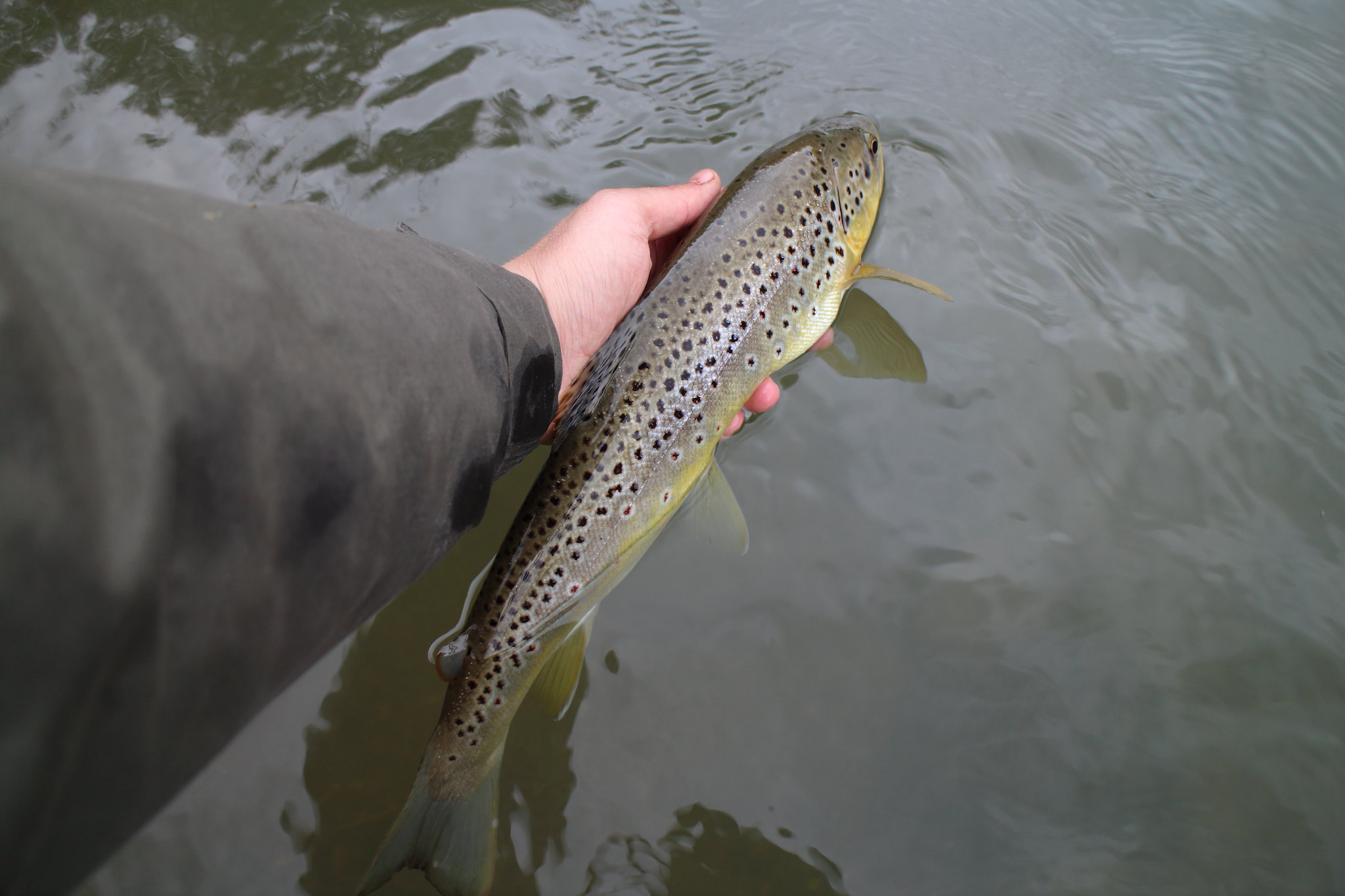 16 1/2" Brown Trout