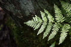 Fern and Tree, Houghton Falls State Natural Area