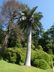 Villa Carlotta - The Botanic Garden - The theatre of greenery - palm trees