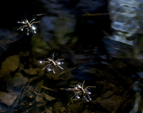 Water striders on the water. 