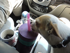 Beaker likes to lick the water straw