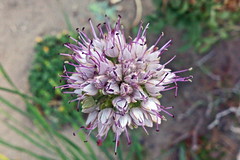 Allium szovitsii, Tsaghkadzor, in culture, 2012.08.11 (02)