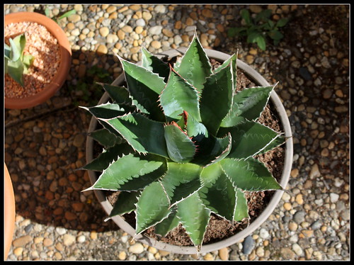 Agave neomexicana 'Elodie' (3)