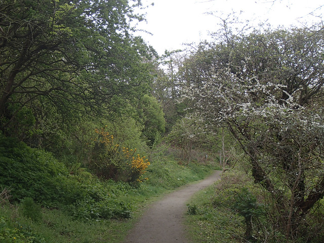 blackthorn and gorse