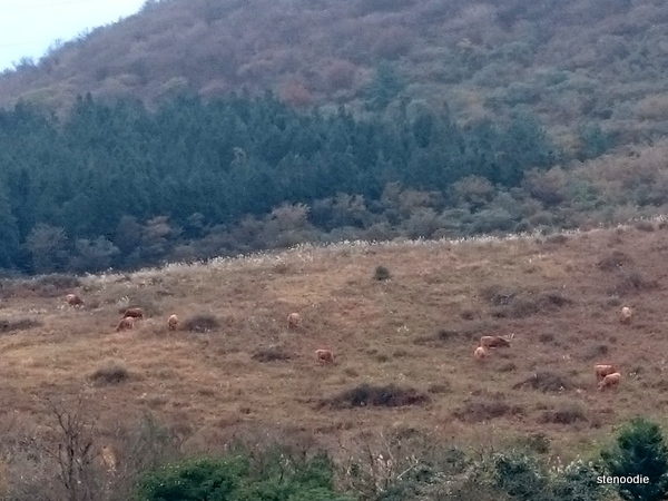  cows on the hill in Jeju Island