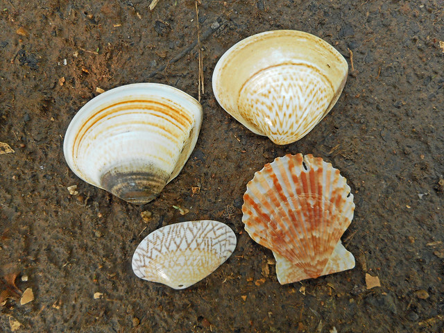 shells 4
