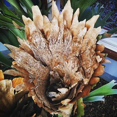 Staghorn fern   #pearsonconservatory  #portelizabeth  #easterncape  #southafrica  #coloursofyousa  #mynelsonmandelabay  #sharethebay