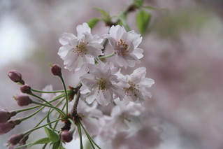 Cirerers florits per Núria a Flickr