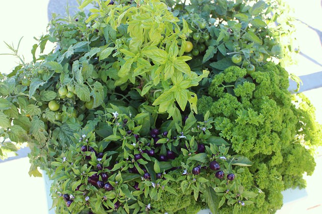 vegetable-herb-planter-creemore-ontario