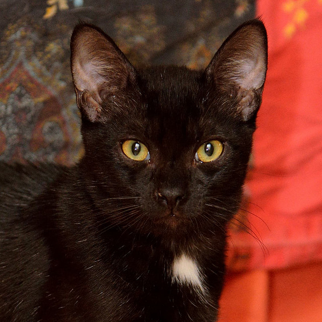 Marley, gatito negro súper sociable y juguetón, nacido en Junio´16, en adopción. Valencia. ADOPTADO. 30055549432_9aa4e7f4af_z