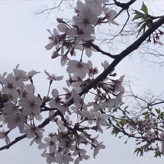Sakura: cherry blossoms