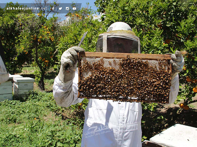 غزة تقطف العسل.. تعرف بالصور كيف ومتى يُنتج ويُقطف العسل 17417875755_6cc6d9399e_z