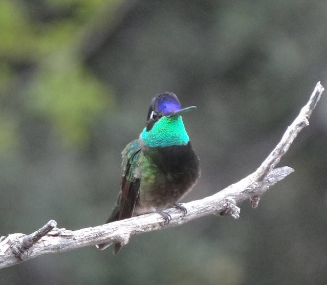 magnificent hummingbird