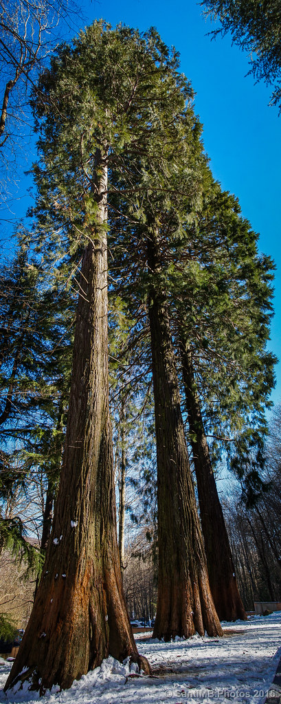 Las sequoias de Can Casades