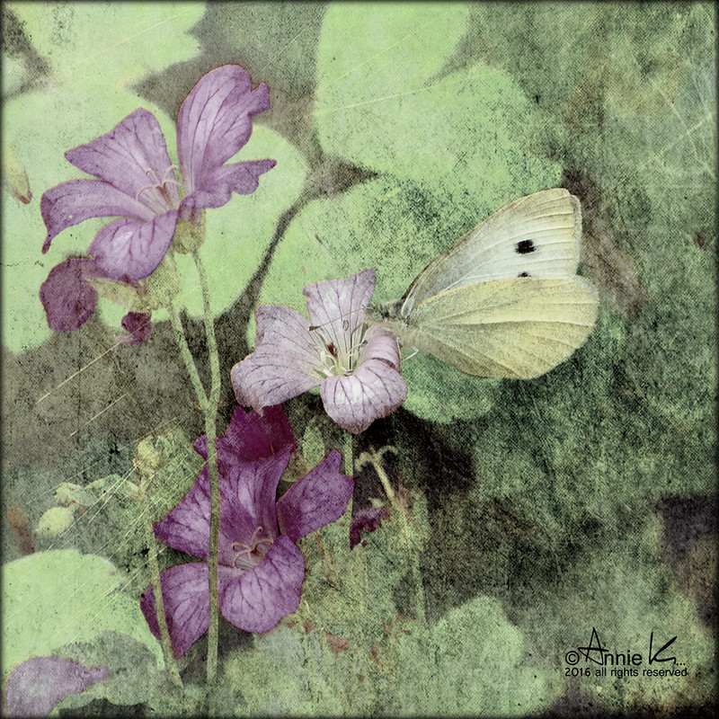 The white butterfly....