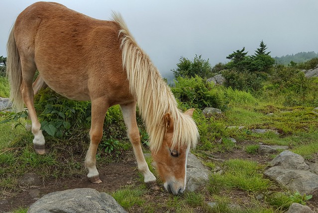 As you hike up a particular mountain just ask the hikers coming down if they saw ponies, at Grayson Highlands State Park, Virginia