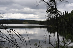 Chadden Lake Broods