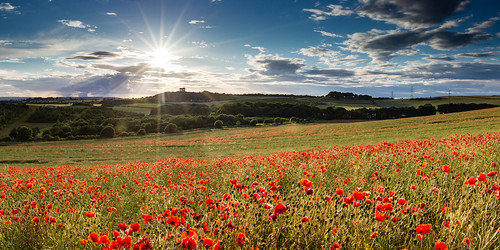 Poppies overlooking Penshaw Monument