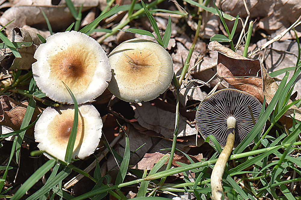 Psilocybe cubensis | Known as one of the Magic Mushrooms for\u2026 | Flickr