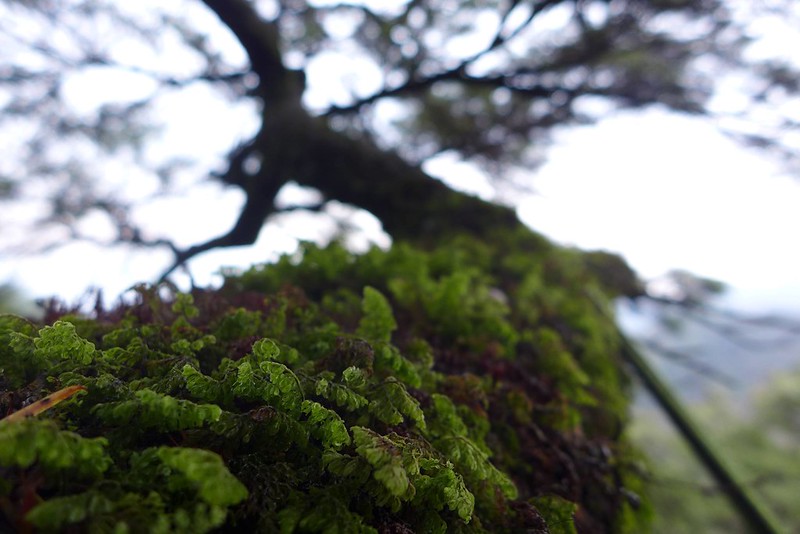 苔蘚密布，大樹上的附生植物變化多姿，是陳雅得喜歡觀察的對象。圖片來源：陳雅得。