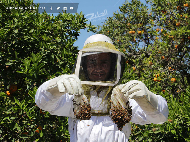 غزة تقطف العسل.. تعرف بالصور كيف ومتى يُنتج ويُقطف العسل 16797615953_ba85a2ab1f_z