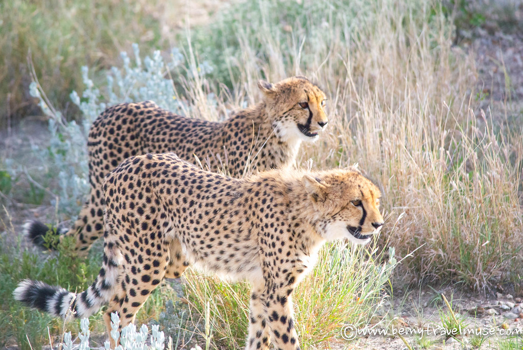 cheetahs in namibia