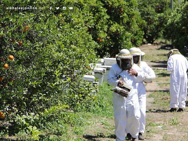 غزة تقطف العسل.. تعرف بالصور كيف ومتى يُنتج ويُقطف العسل 17391887096_765888e1bb_z