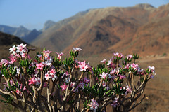 Adenium Socotranum Flowers, Socotra, Yemen