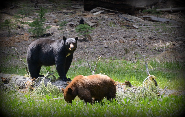 Bears in Sequoia NP 3