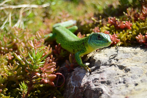 Smaragdeidechse - Green Lizard - Lacerta bilineata / Lacerta viridis