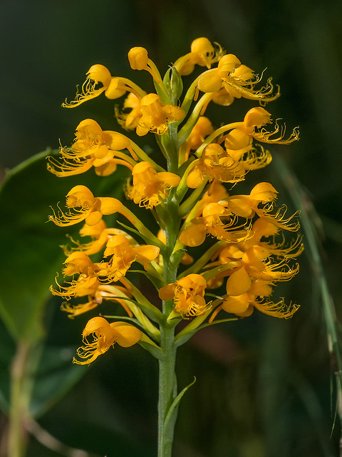 Crested Fringed orchid