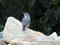 Lonely (rock nuthatch)
