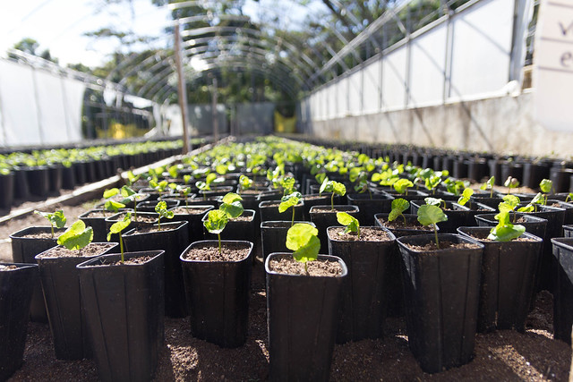 Baby plants