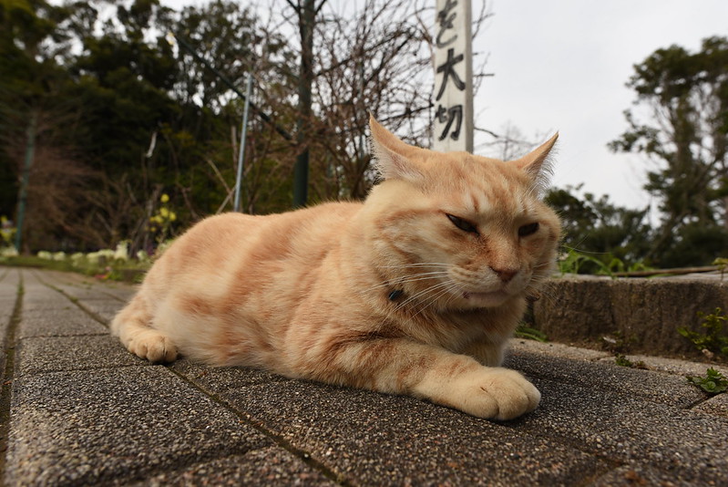 恋人岬の猫