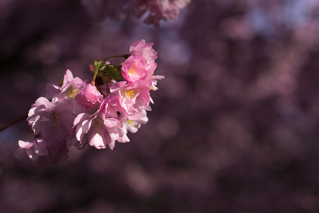 Copenhagen Cherry Blossoms