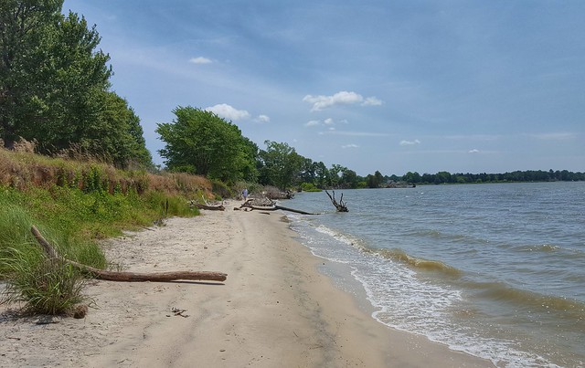 Belle Isle State Park: It's position on the Rappahannock River makes it part of the Chesapeake Bay tidal region, so it is a haven for both osprey and bald eagles, as well as having a healthy blue heron population.