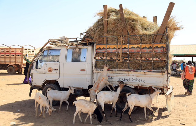 Goats feeding from feed truck