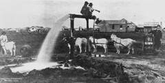 Goat team at a flowing artesian bore at Muttaburra, Queensland in 1906