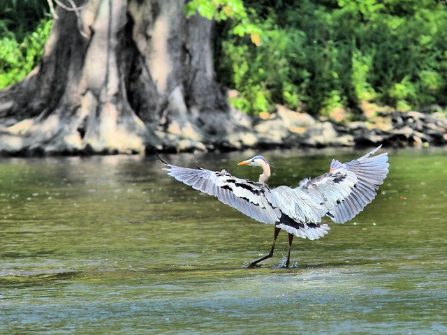 Great Blue Heron HDR 20150518