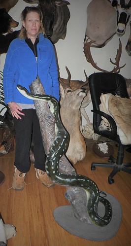 Other Species Taxidermy