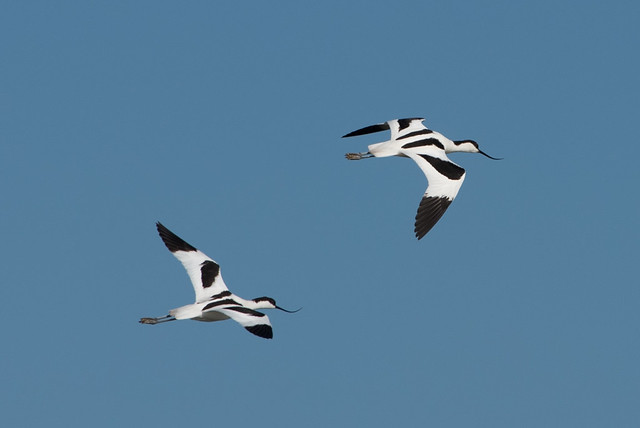 Courting Avocets