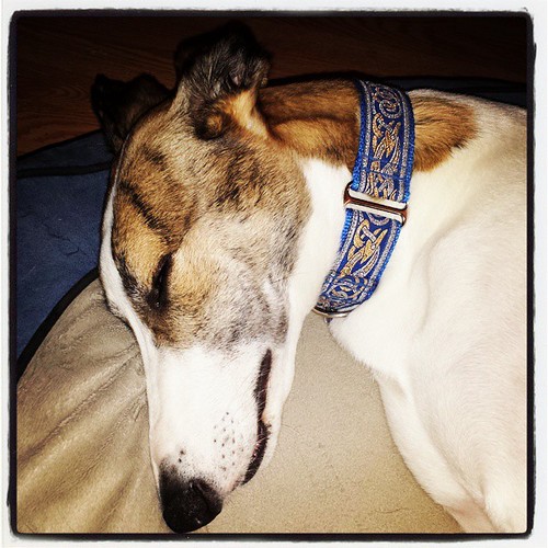 He's tired. #Cane #DogsOfInstagram