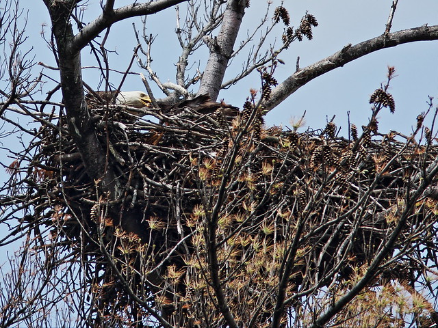 Bald Eagle feeding eaglet 2-20150517