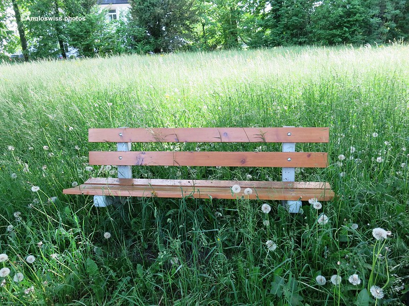 Bench in the field