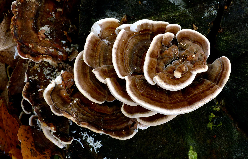 bracket-fungus-info-does-it-hurt-plants-and-how-long-does-bracket