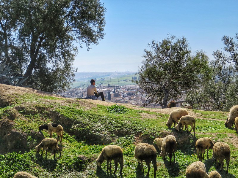 A shepherd looks over Fez, Morocco