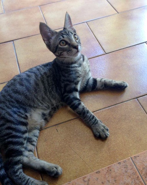 Alexei, gatito pardo monísimo y juguetón nacido en Marzo´16, en adopción. Valencia. ADOPTADO. 27831513123_e1ac77a56c_z